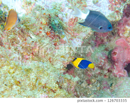Cute juvenile angelfish (Philadelphidae) and others. Hirizohama Nakagi Minamiizu Town Izu Peninsula Shizuoka Prefecture 2024 126703335