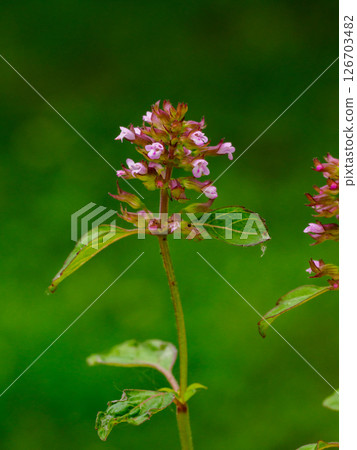 Small flowers of the tobana 126703482