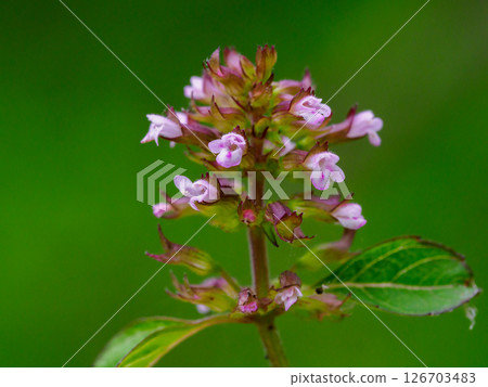 托巴納的小花 126703483