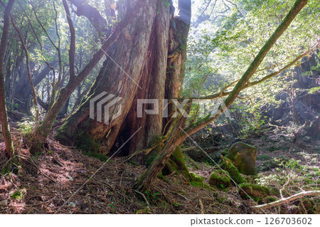 Yakushima Shiratani Unsuikyo Gorge: Sunlight filtering through the trees and Yakusugi cedars (summer) Yakushima Shiratani Unsuikyo Gorge: Sunlight filtering through the trees and Yakusugi cedars (summer) 126703602