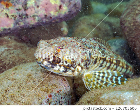 Beautiful red lizardfish (family Lizardfish). Hirizohama Nakagi Minamiizu Town Izu Peninsula Shizuoka Prefecture 2024 126703606