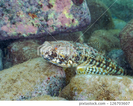 Beautiful red lizardfish (family Lizardfish). Hirizohama Nakagi Minamiizu Town Izu Peninsula Shizuoka Prefecture 2024 126703607