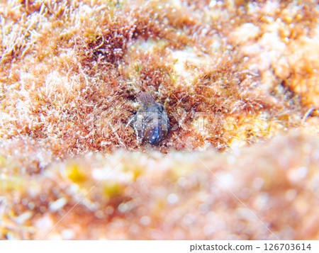 Small and cute moss blenny (Blenniidae family). Hirizohama Nakagi Minamiizu Town Izu Peninsula Shizuoka Prefecture 2024 Small and cute moss blenny (Blenniidae family). Hirizohama Nakagi Minamiizu Town Izu Peninsula Shizuoka Prefecture 2024 126703614