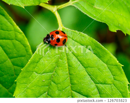 草地上的七星瓢蟲 126703823