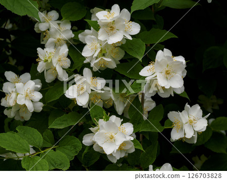 Baikutsugi white flowers 126703828