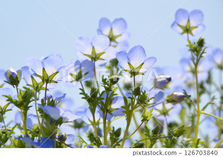 陽光下的粉蝶花 126703840