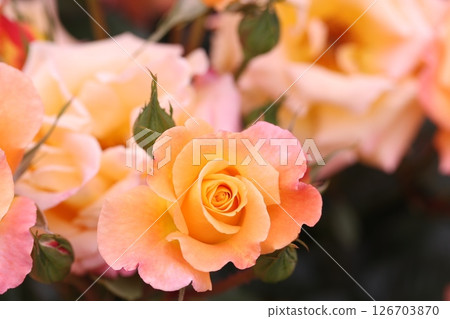 東京植物園裡盛開的橘色玫瑰花 126703870