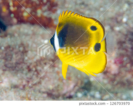 Cute juvenile Butterflyfish (Chaetefish family) and others. Hirizohama Nakagi Minamiizu Town Izu Peninsula Shizuoka Prefecture 2024 Cute juvenile Butterflyfish (Chaetefish family) and others. Hirizohama Nakagi Minamiizu Town Izu Peninsula Shizuoka Prefecture 2024 126703970