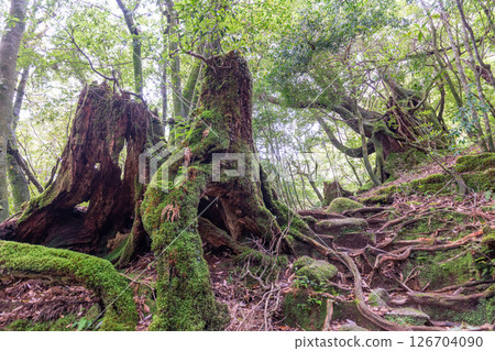 Yakushima Shiratani Unsuikyo Gorge: The Yakusugi Forest where Gods Dwell (Spring) Yakushima Shiratani Unsuikyo Gorge: The Yakusugi Forest where Gods Dwell (Spring) 126704090