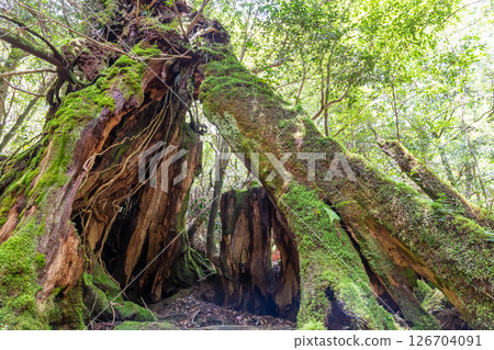 Yakushima Shiratani Unsuikyo Yakusugi stump (spring) 126704091