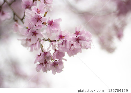 Sakura at Sayama pond park 126704159