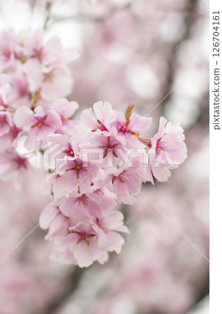 Sakura at Sayama pond park Sakura at Sayama pond park 126704161