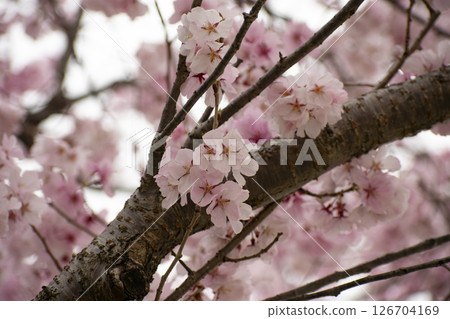 Sakura at Sayama pond park 126704169