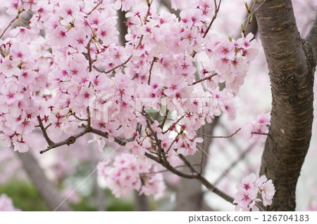 Sakura at Sayama pond park 126704183