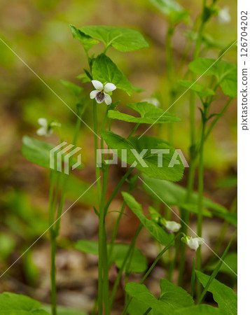 White flowers of Viola tubularis White flowers of Viola tubularis 126704202