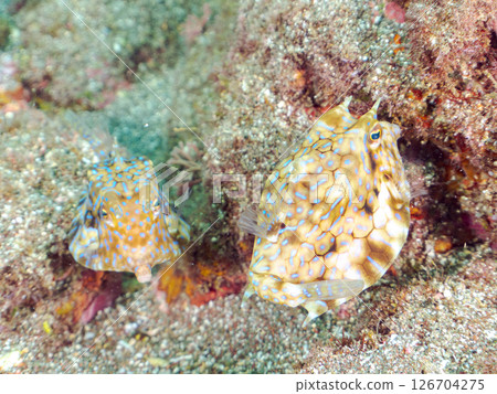 Cute juveniles of the striped murrelet (family Acanthidae) and others. Hirizohama Nakagi Minamiizu Town Izu Peninsula Shizuoka Prefecture 2024 Cute juveniles of the striped murrelet (family Acanthidae) and others. Hirizohama Nakagi Minamiizu Town Izu Peninsula Shizuoka Prefecture 2024 126704275