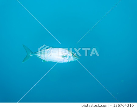 Impressive schools of amberjack (Carassius spp.) and scorpionfish (Nematodae). Hirizohama, Nakagi, Minamiizu Town, Izu Peninsula, Shizuoka Prefecture, 2024 126704310