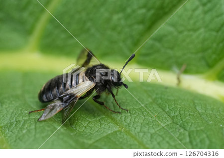 Closeup on a Blotch-winged or Banded Honeysuckle Sawfly , Abia fasciata on green vegetation 126704316
