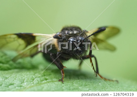 Closeup on a Blotch-winged or Banded Honeysuckle Sawfly , Abia fasciata on green vegetation 126704319