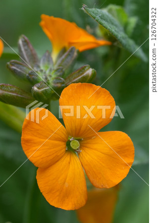 Closeup on an Orange flowering wall flower, Erysimum linifolium in the garden Closeup on an Orange flowering wall flower, Erysimum linifolium in the garden 126704322