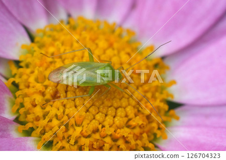 Closeup on a  European Common green capsid bug, Lygocoris pabulinus on a pink flower 126704323