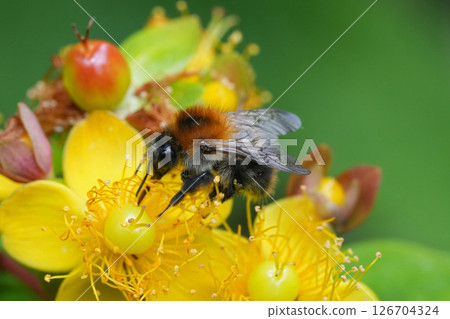 Closeup on a Common brown banded bumblebee, Bombus pascuorum on a yellow flower 126704324