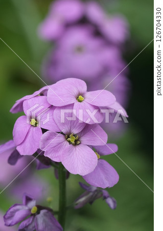 Closeup on a purple flowering Wallflower, Erysimum cheiri 126704330