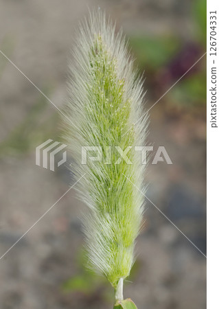 Closeup on the invasive introduced annual beard-grass or rabbitsfoot grass Polypogon monspeliensis 126704331