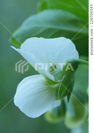 Closeup on a flowering Pea, Pisum sativum in a meadow Closeup on a flowering Pea, Pisum sativum in a meadow 126704343