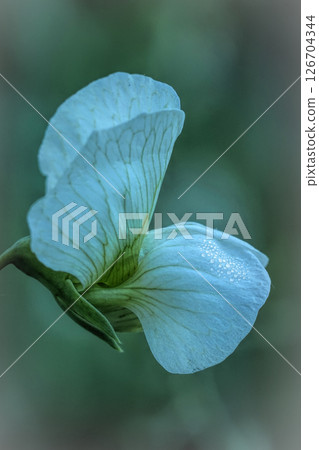 Closeup on a flowering Pea, Pisum sativum in a meadow Closeup on a flowering Pea, Pisum sativum in a meadow 126704344