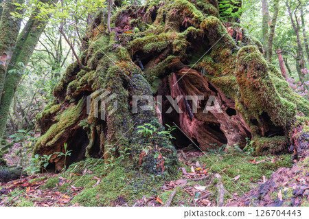 Yakushima Shiratani Unsuikyo Gorge: Japan's most beautiful moss forest (spring) Yakushima Shiratani Unsuikyo Gorge: Japan's most beautiful moss forest (spring) 126704443