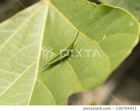 Riverbed plants and grasshoppers 126704451