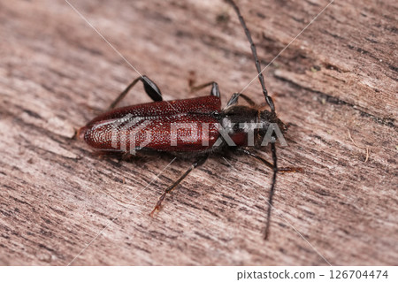 Detailed closeup on a Japanese cedar longhorned beetle, Callidiellum rufipenne 126704474