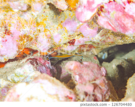 A cute sawfish (Synonymidae) in an underwater cave. Hirizohama Nakagi Minamiizu Town Izu Peninsula Shizuoka Prefecture 2024 A cute sawfish (Synonymidae) in an underwater cave. Hirizohama Nakagi Minamiizu Town Izu Peninsula Shizuoka Prefecture 2024 126704480