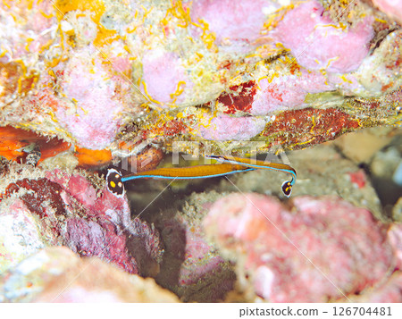 A cute sawfish (Synonymidae) in an underwater cave. Hirizohama Nakagi Minamiizu Town Izu Peninsula Shizuoka Prefecture 2024 126704481