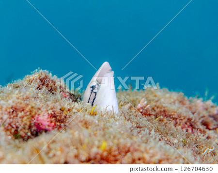 A cute false black-striped blenny (Blenniidae) peeking out of a hole. Hirizohama Nakagi Minamiizu Town Izu Peninsula Shizuoka Prefecture 2024 126704630