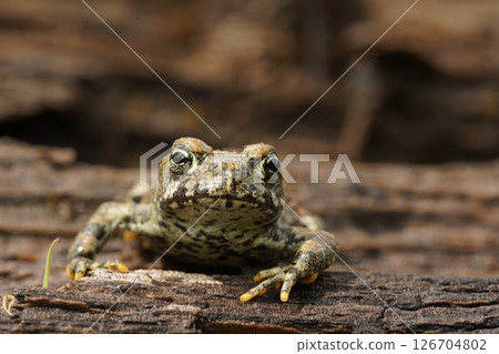 Closeup on a juvenile Western toad, Bufo or Anaxyrus boreas on wood in North California 126704802