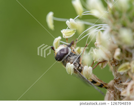 Hoverfly eating flower pollen 126704859