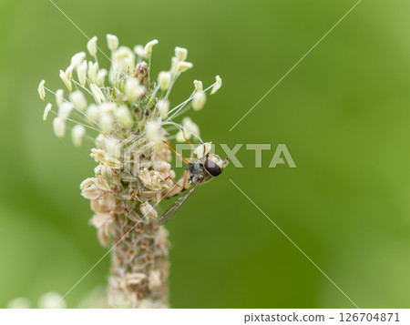 Hoverfly eating flower pollen 126704871