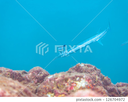 A large Okisayori fish being cleaned by a cleaner wrasse. Hirizohama Nakagi Minamiizu Town Izu Peninsula Shizuoka Prefecture 2024 126704972