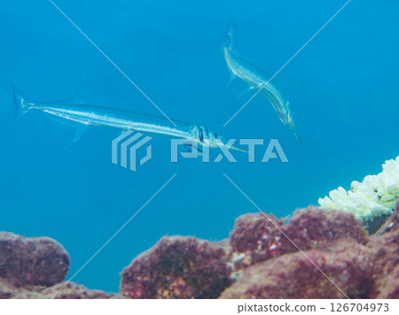 A large Okisayori fish being cleaned by a cleaner wrasse. Hirizohama Nakagi Minamiizu Town Izu Peninsula Shizuoka Prefecture 2024 A large Okisayori fish being cleaned by a cleaner wrasse. Hirizohama Nakagi Minamiizu Town Izu Peninsula Shizuoka Prefecture 2024 126704973