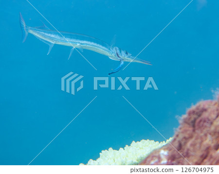 A large Okisayori fish being cleaned by a cleaner wrasse. Hirizohama Nakagi Minamiizu Town Izu Peninsula Shizuoka Prefecture 2024 A large Okisayori fish being cleaned by a cleaner wrasse. Hirizohama Nakagi Minamiizu Town Izu Peninsula Shizuoka Prefecture 2024 126704975