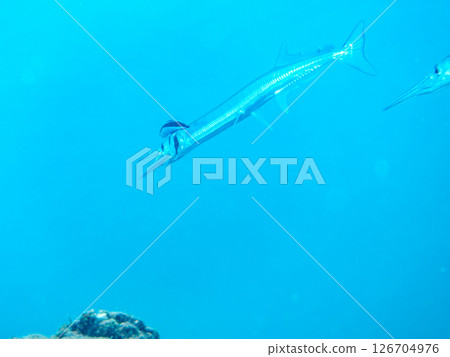 A large Okisayori fish being cleaned by a cleaner wrasse. Hirizohama Nakagi Minamiizu Town Izu Peninsula Shizuoka Prefecture 2024 126704976