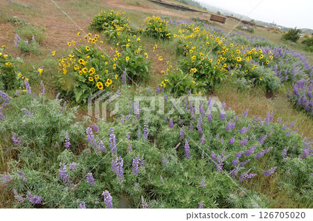 Vibrant Field of Lupines and Sunflowers Vibrant Field of Lupines and Sunflowers 126705020