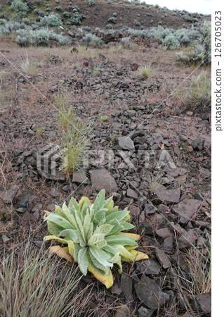 Solitary Verbascum thapsus Plant on Rocky Hillside 126705023