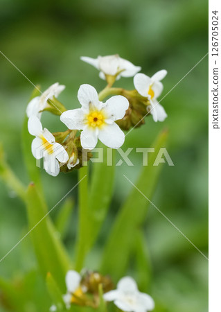Closeup on the Fragrant white and yellow flowering Popcorn Flower Plagiobothrys figuratus in Northern Oregon Closeup on the Fragrant white and yellow flowering Popcorn Flower Plagiobothrys figuratus in Northern Oregon 126705024