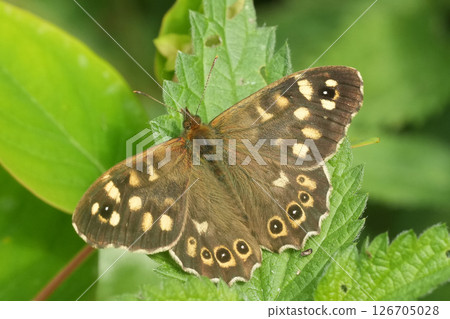Closeup on a European brown Speckled wood butterfly, Pararge aegeria with spread wings Closeup on a European brown Speckled wood butterfly, Pararge aegeria with spread wings 126705028
