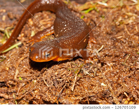 Closeup on an adult of the very toxic Pacific Rough-skinned newt, Taricha granulosa 126705109