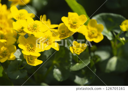 Marsh marigolds blooming in Nakatashiro, Ozegahara, Gunma Prefecture 126705161