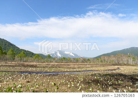 群馬縣尾瀨原市中田代市和涉津山盛開的臭甘藍 126705163